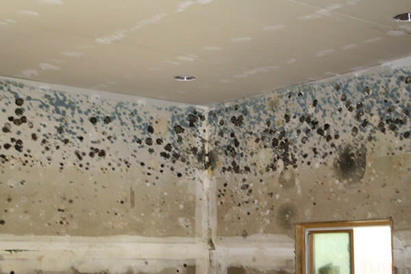Mold Damage Restoration in Millis-Clicquot, MA Mold Damage Restoration in Millis-Clicquot, MA
