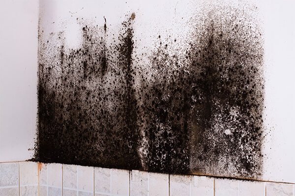 Mold Removal in Sharon, MA