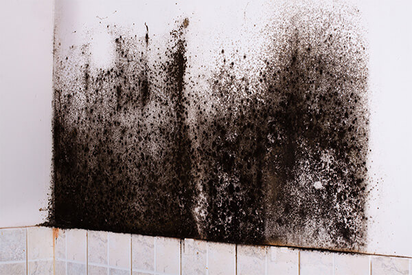 Mold Mitigation in Weymouth, MA Mold Mitigation in Weymouth, MA
