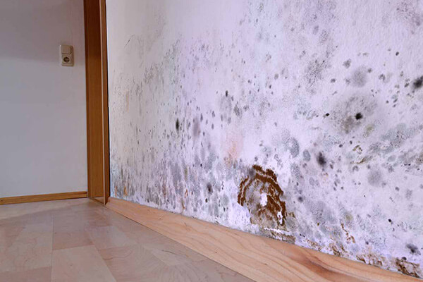 Mold Removal in Franklin, MA