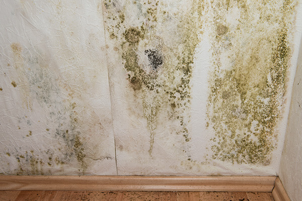 Mold Damage Restoration in Dedham, MA