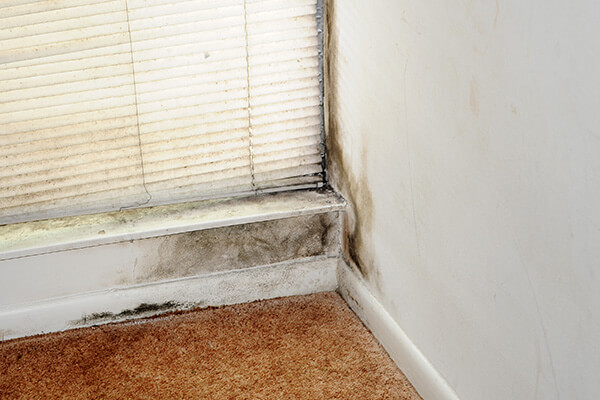 Mold Remediation in Medway, MA Mold Remediation in Medway, MA