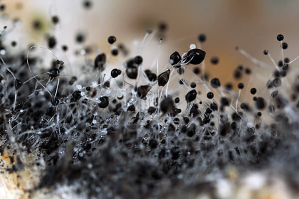 Mold Remediation in Walpole, MA Mold Remediation in Walpole, MA