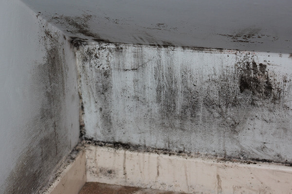 Mold Remediation in Westwood, MA Mold Remediation in Westwood, MA