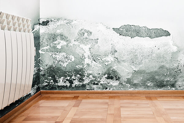 Mold Damage Restoration in Needham, MA Mold Damage Restoration in Needham, MA