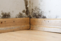 A Detailed Insight into the Mold Remediation Process