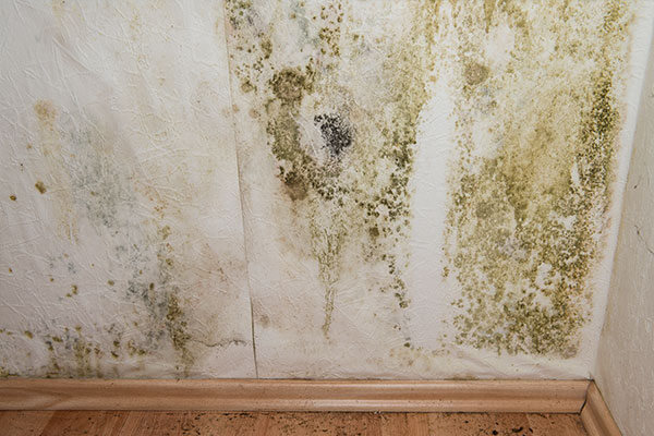 Disaster Restoration Services Mold Remediation