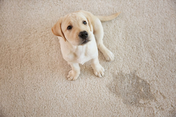 Disaster Restoration Services Pet Odor Removal