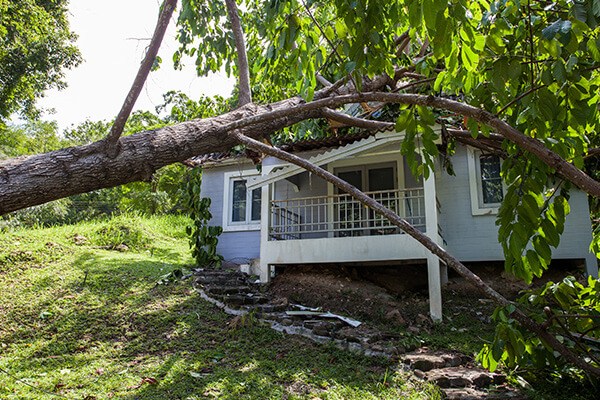 Storm Debris and Fallen Tree Removal in Millington, TN