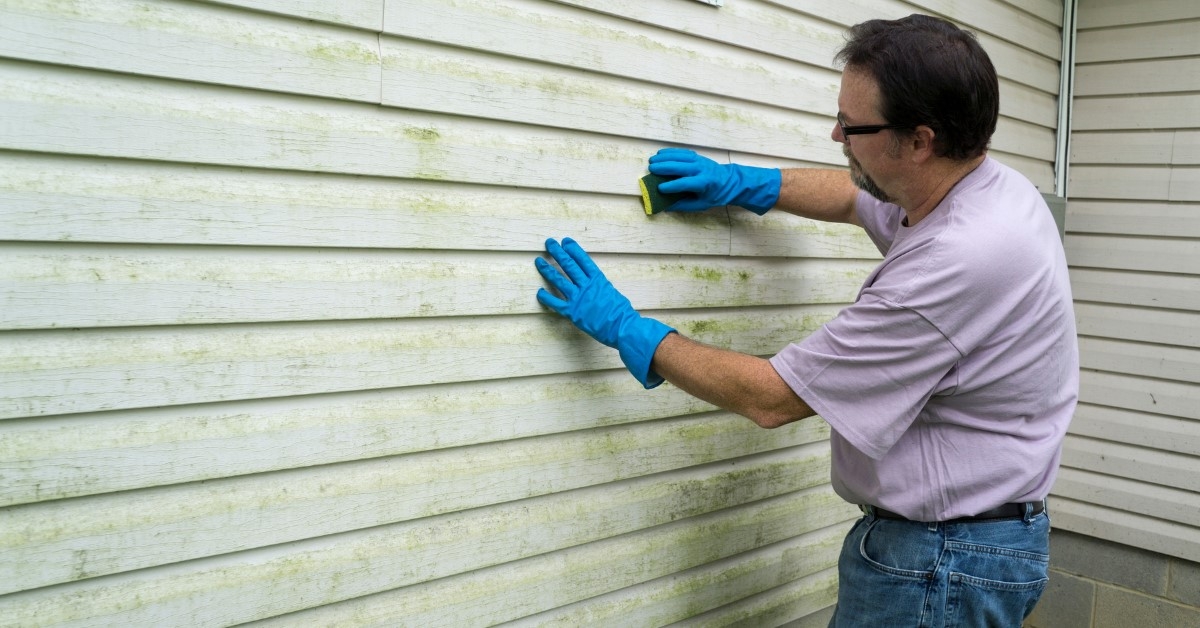 'Mold vs. Mildew: Understanding the Differences and How to Address Them' Featured Thumbnail