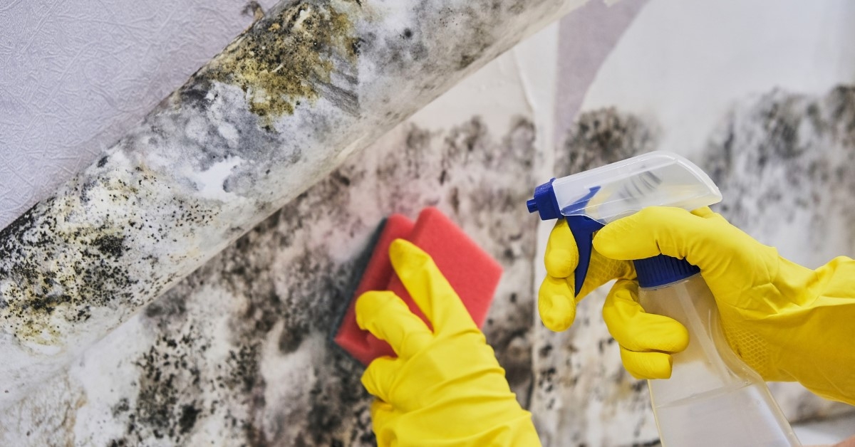 'DIY Mold Removal: What's Safe and When to Call the Professionals ' Featured Thumbnail