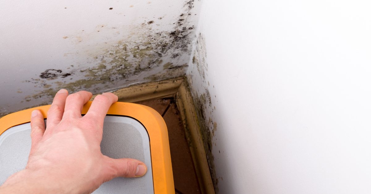 'Common Causes of Mold Infestations: How to Identify and Address Them' Featured Thumbnail