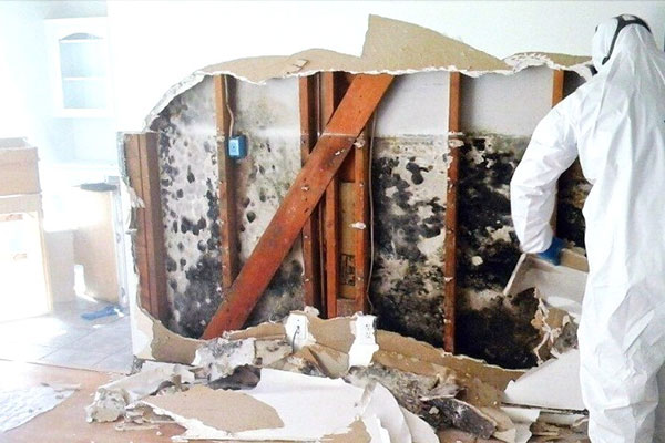 Mold Remediation in Montecito, CA