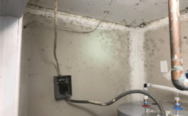 basement mold