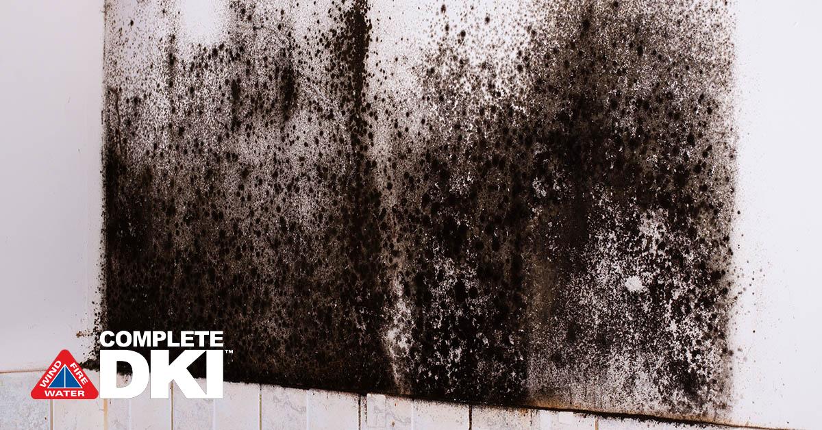 Mold Removal in Betton Hills, FL Mold Removal in Betton Hills, FL