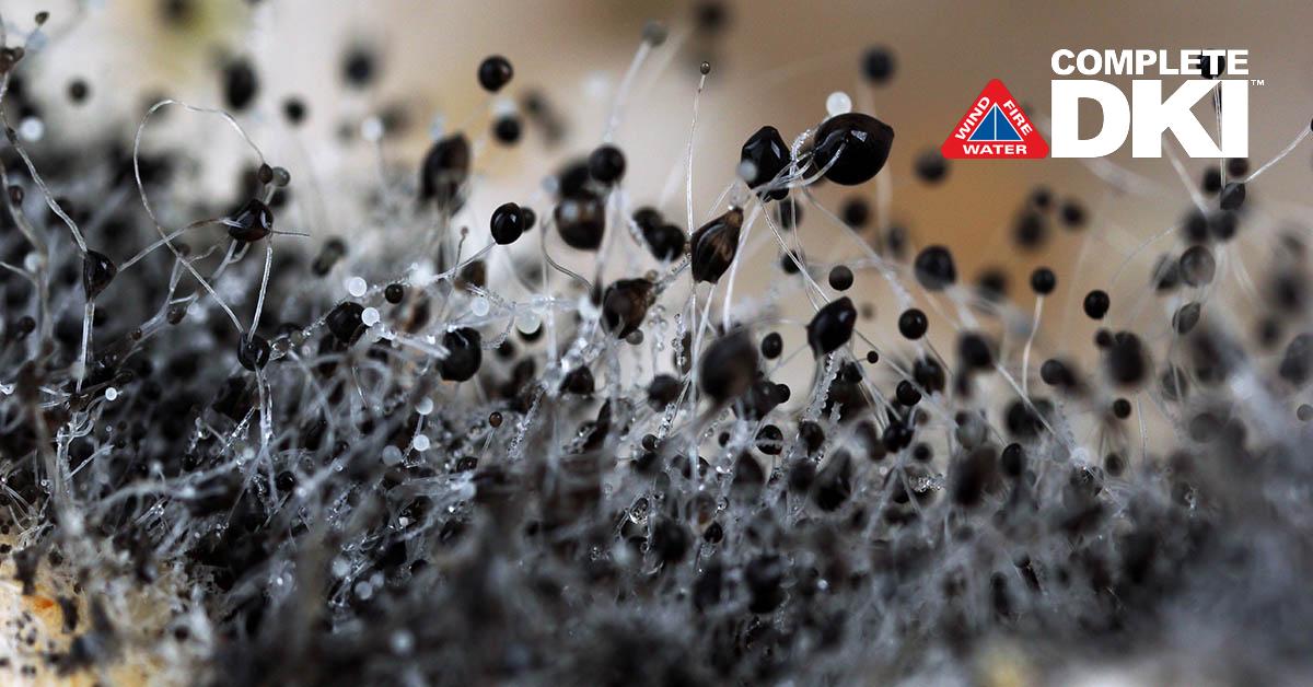 Mold Abatement in Perkins, FL Mold Abatement in Perkins, FL