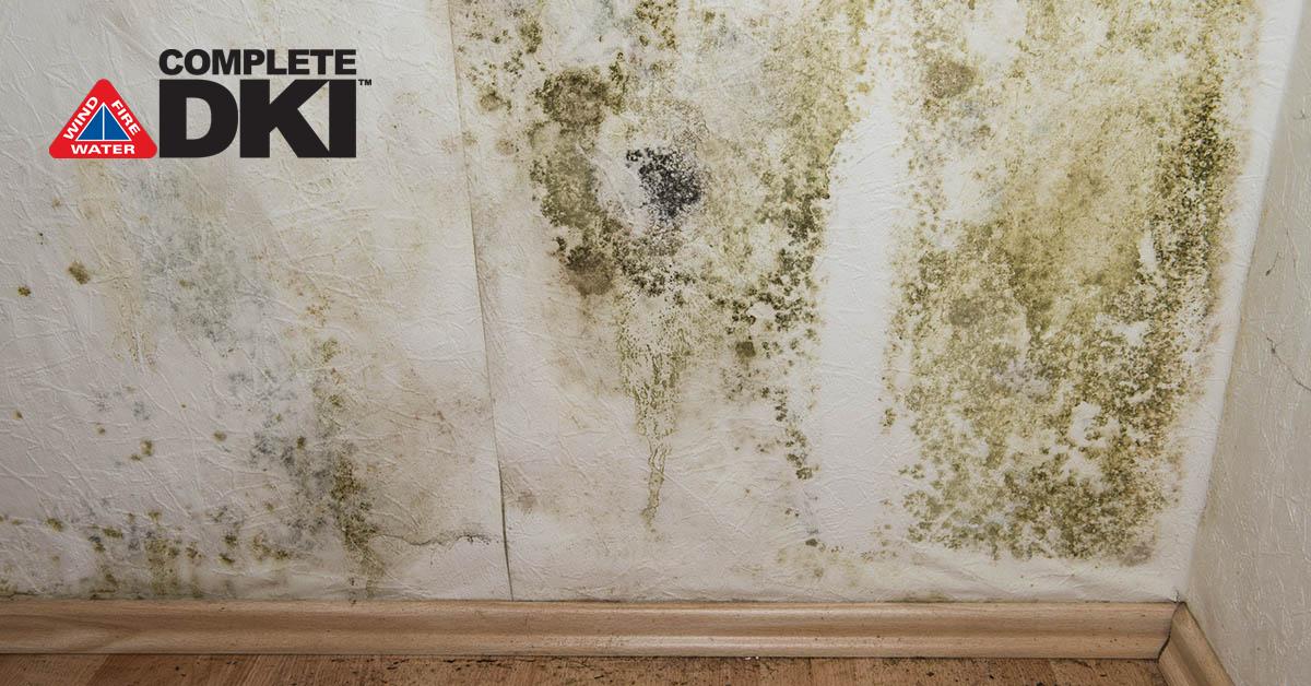 Mold Damage Restoration in Meridian, FL Mold Damage Restoration in Meridian, FL