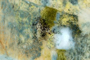 visible black mold visible black mold growing | Complete
