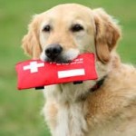 pet with emergency kit