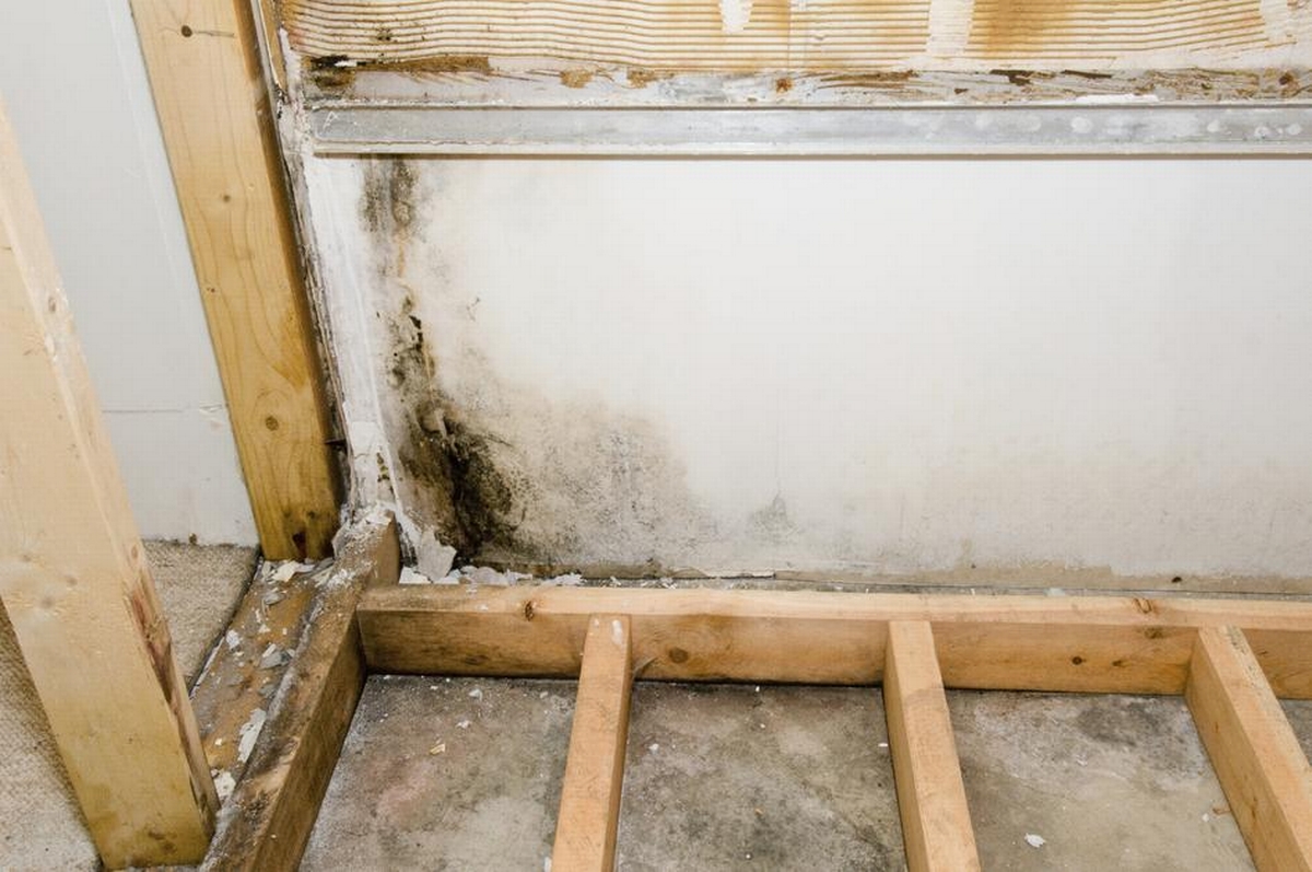 Mold Myths Debunked: Separating Fact from Fiction in Mold Remediation