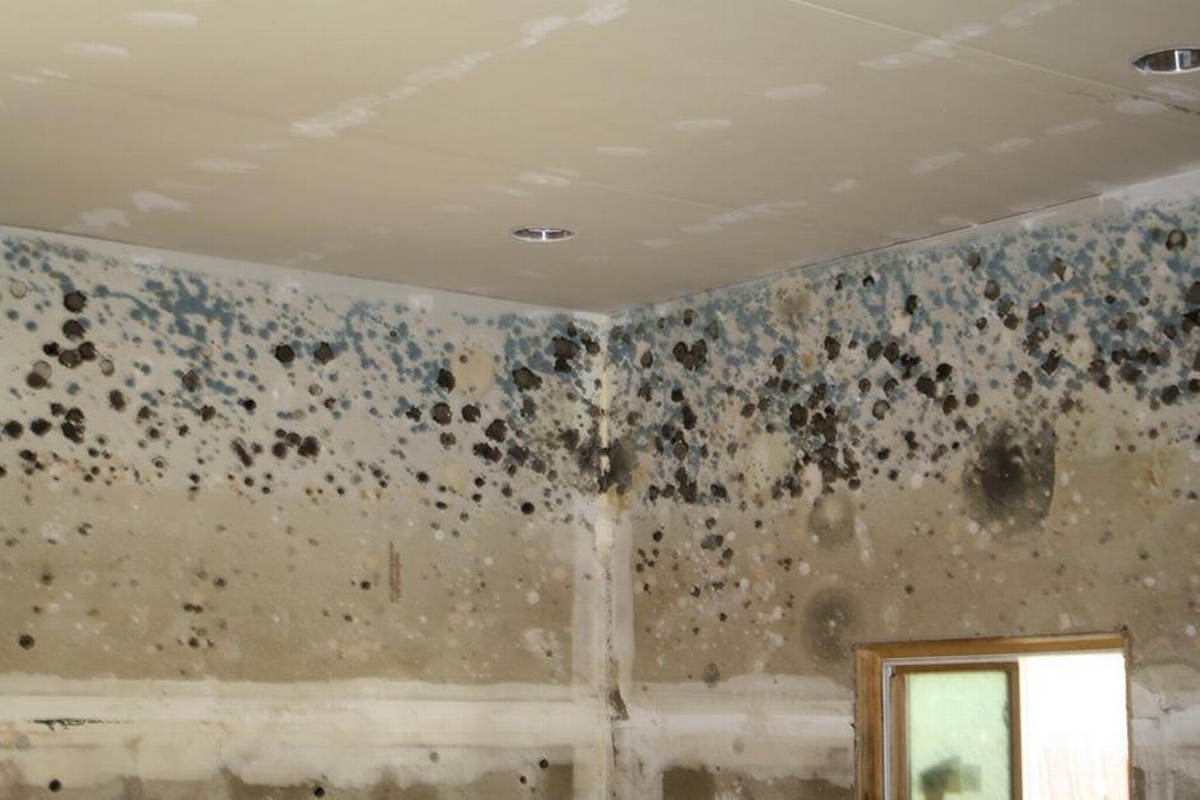 Mold Remediation Myths Debunked: What Homeowners Need to Know