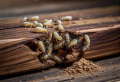 Pests in Philadelphia: Common Issues for Homeowners