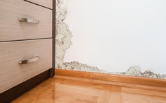 How to Tell If There Is Mold in Your Walls Before Damage Spreads