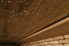 How to Treat Water Damaged Wood and Prevent Further Issues
