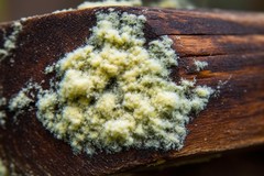 Mold Treatments for Wood That Actually Work