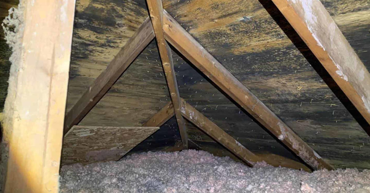 mold in the attic