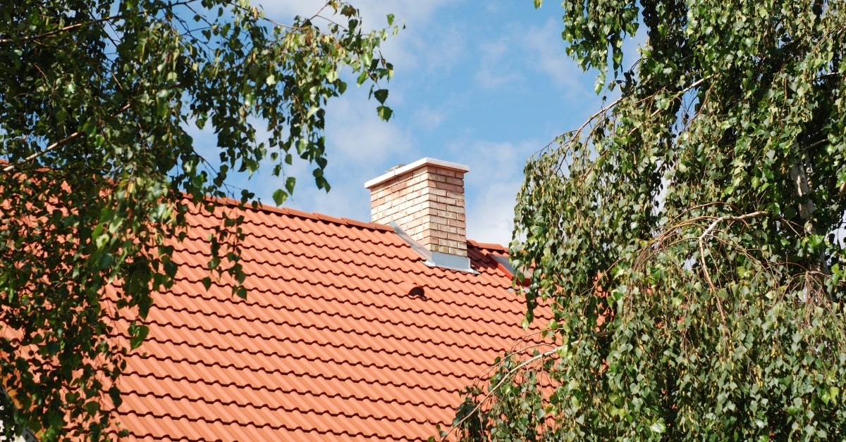 Your Roof’s Complicated Relationship with Trees