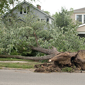 Storm Debris Cleanup, Tree Removal and Roof Repair in Mentor, OH