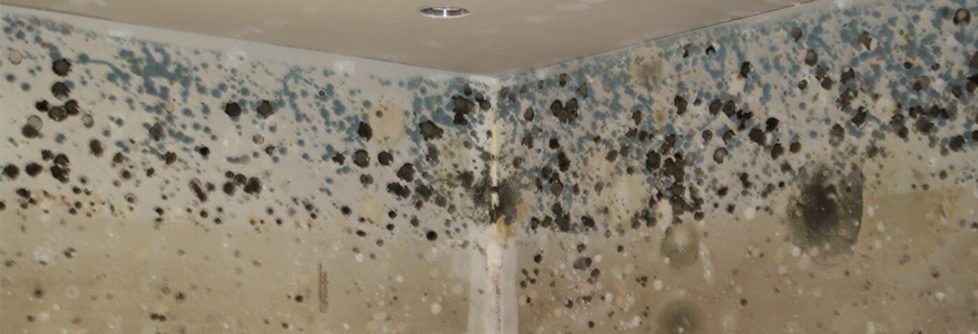 Mold Remediation and Removal in Stewartville, MN