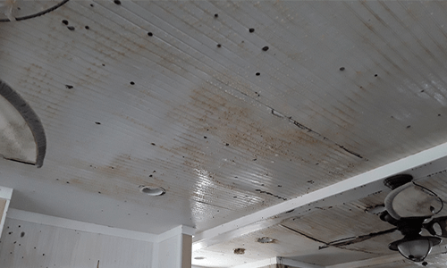 Mold Remediation in 