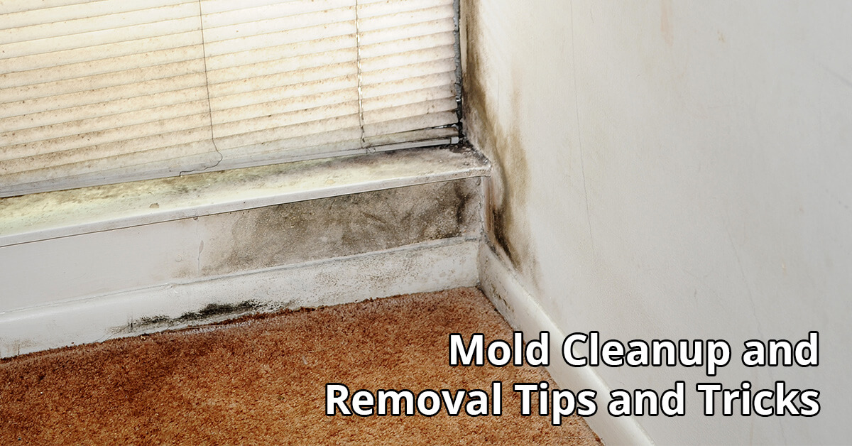 Mold Remediation Tips in Minneapolis, MN
