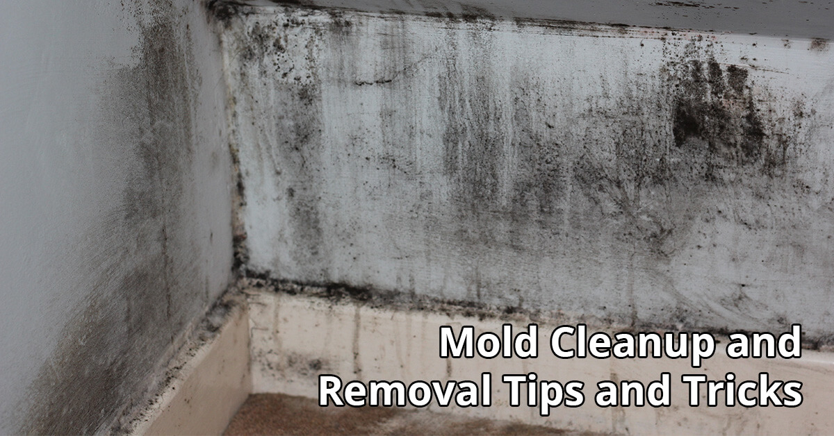Mold Removal Tips in Sioux Falls, SD