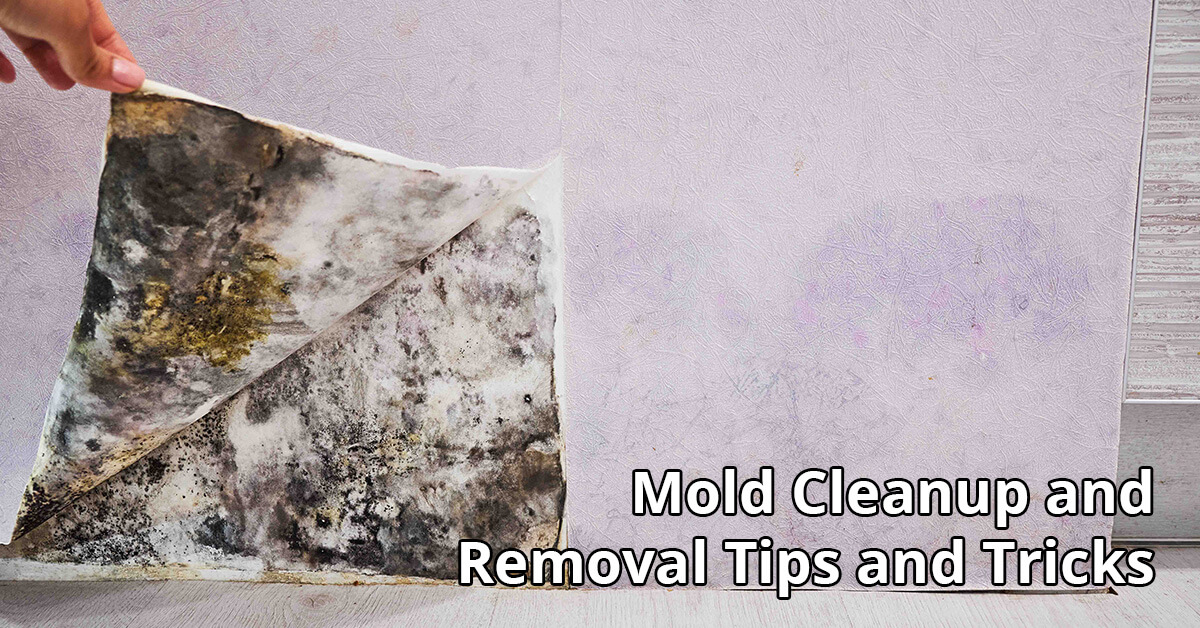 Mold Damage Restoration Tips in Cheyenne, WY