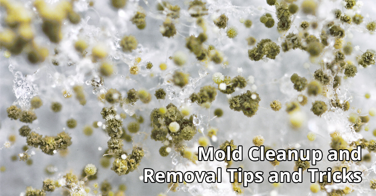 Mold Removal Tips in Hartford, CT