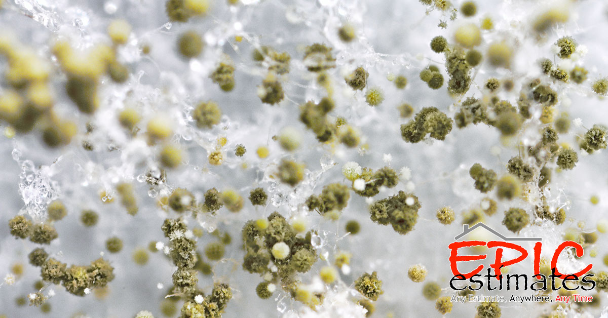 Mold Mitigation Estimates in Fargo, ND