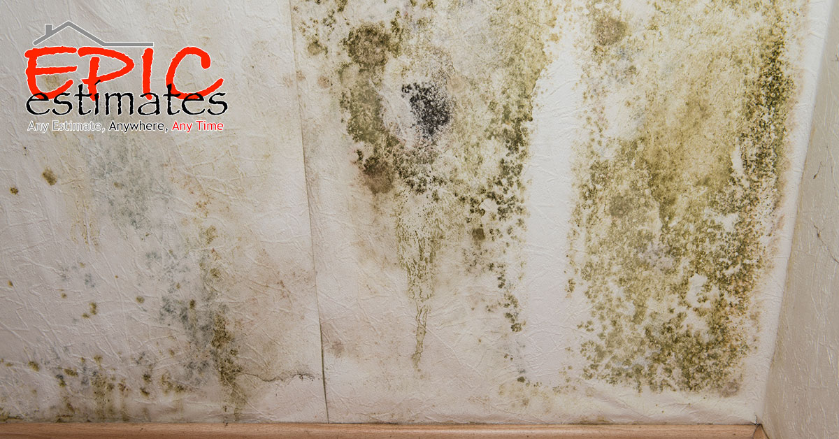 Mold Mitigation Estimates in Charlotte, NC