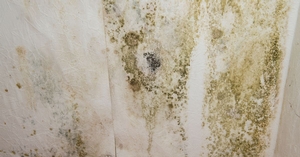 What are the most common causes of mold?