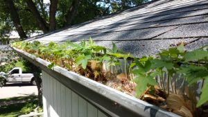 Closeup of gutter full of debris with plants sprouting