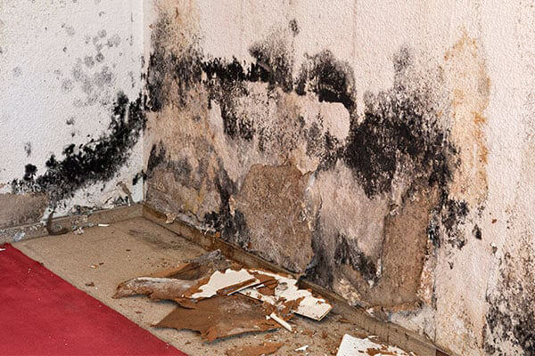 Mold Remediation in West Valley City, UT