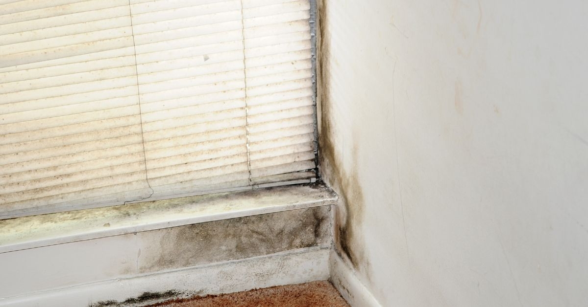 Warning Signs of a Mold Problem in Your Home