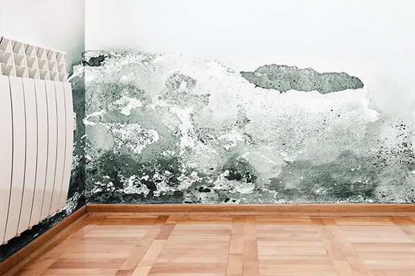 Mold Damage Restoration in Orlando, FL