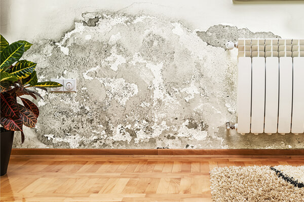 Mold Removal in Jacksonville, FL