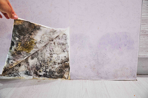 Mold Abatement in Houston, TX