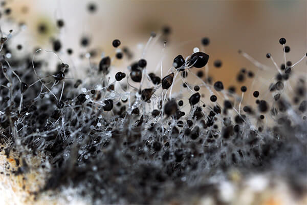 Mold Damage Restoration in San Diego, CA