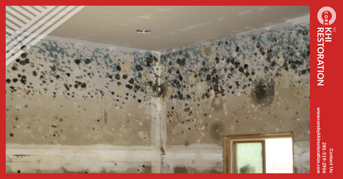 Mold Removal in Conroe, TX