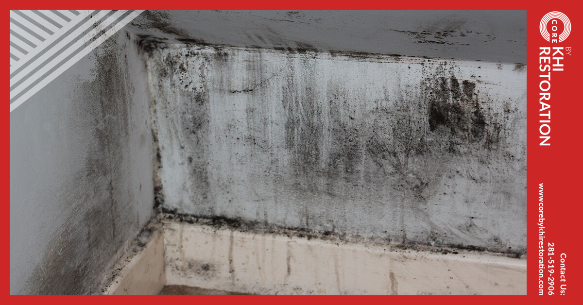 Certified Mold Abatement in The Woodlands, TX